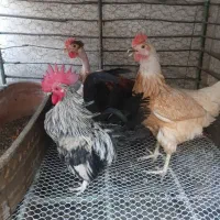 خروس زینتی یکساله