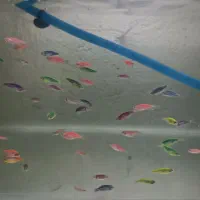 ماهی گوپی کالر زبرا کوریدوراس پلاتی فایتر|ماهی|قزوین, |دیوار
