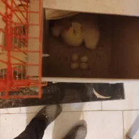 عروس هلندی|پرنده|باسمنج, |دیوار