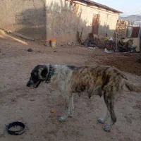 سگ ماده خراسانی بسیار دهن پاک شکاری گوسفندی