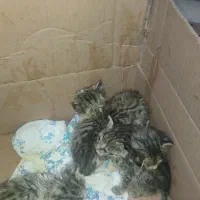 واگذاری گربه کوچولو