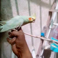 دوعددعروس هلندی