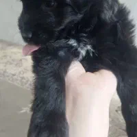 واگذاری|سگ|پاکدشت, پاکدشت (مامازند)|دیوار