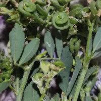 یونجه،بذر یونجه