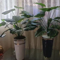گلدونهای خوشگل