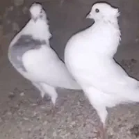 کبوتر گردن اسبی