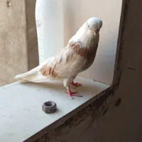 کبوتر قنار. هر دو ماده.|پرنده|میاندوآب, |دیوار