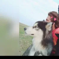 سگ هاسکی|سگ|بندر ماهشهر, |دیوار