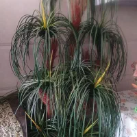 گل مصنوعی