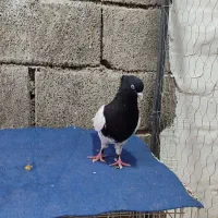 کبوتر|پرنده|دزفول, |دیوار