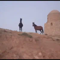 مادیان با کره یک ساله|اسب و تجهیزات اسبسواری|خرمآباد, |دیوار