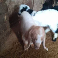 ۲عددبزگاله|حیوانات مزرعه|قره پشتلو, |دیوار