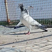 کبوتر پرشی نر تیپ دار