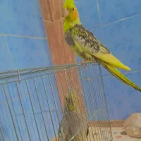 دو عدد عروس هلندی  مولد  زیر قیمت