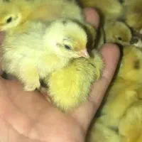 جوجه بلدرچین دو روزه