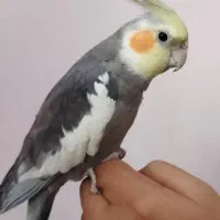 عروس‌هلندی‌نر‌‌،رام‌‌ودستی