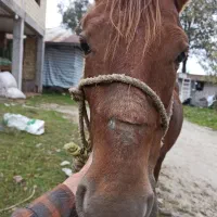 اسب دوسر خزر کاسپین|اسب و تجهیزات اسبسواری|فومن, |دیوار