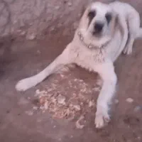 111