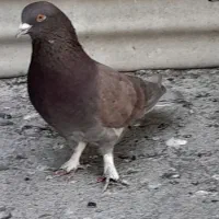 کفتر گرفتنی