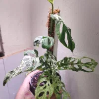 حصیری لانیاتا متلد