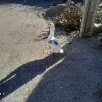 غاز محلی|حیوانات مزرعه|ویلکیج, |دیوار