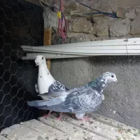 کبوتر جفگاه|پرنده|تربت‌حیدریه, حاجی یار‎|دیوار