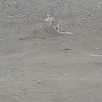 سگ سرابی پژدر هرا سانی