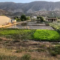 برنج-زمین-اجاره-برای-برنج-کاری