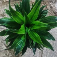 گل بامبو .یوکا .گلدان شیشه ای|گل و گیاه طبیعی|ورامین, ورامین|دیوار