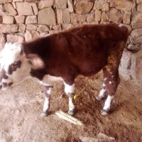 گوساله|حیوانات مزرعه|لالی, |دیوار