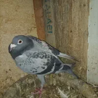 پلاکی مسافتی|پرنده|مشهد, عامل|دیوار