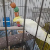 جوجه لوتینو دونخور|پرنده|گرمدره, |دیوار