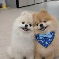 واگذاری پامرانین|سگ|بهشهر, |دیوار