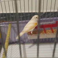 فروش قناری ماده زیبا|پرنده|سقز, |دیوار