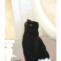 واگذاری گربه ماده اسکاتیش فولد