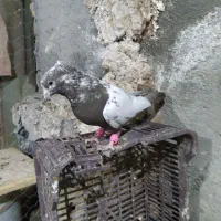 کبوتر|پرنده|نیشابور, فضل|دیوار