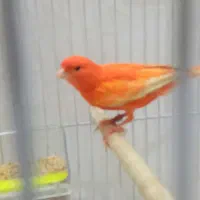 قناری سرخ اورجینال ردفاکتور|پرنده|مشهد, خرمشهر|دیوار