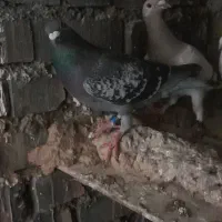 کبوتر مسابقه