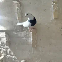 پلاکی و دورگ|پرنده|شوش, |دیوار