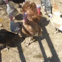 بوقلمون بور بور برنز امریکایی