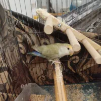 کوتوله ماده