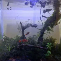 بلو مسکو و کیلر