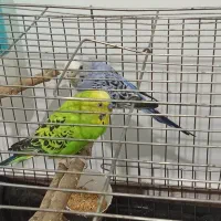 یک جفت مرغ عشق نر و ماده