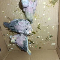 سه عدد جوجه عروس هلندی سرلاکی