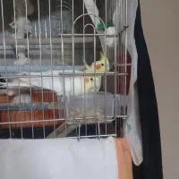 طوطی عروس مولد تضمینی با جوجه