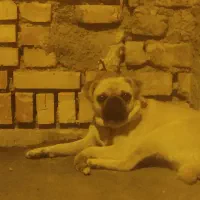 سگ پاگ نر یسالع باهوش اجتماعی حرف گوش کن