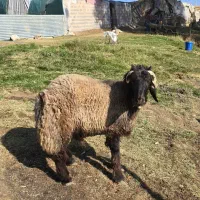 بره|حیوانات مزرعه|چنارود, |دیوار