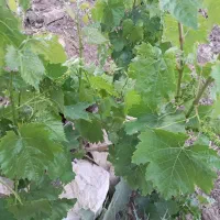 باغ|فروش زمین و ملک کلنگی|نورآباد ممسنی, |دیوار