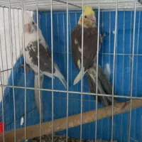 معاوظه عروس باقناری|پرنده|برخوار, |دیوار