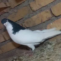 11عددحیوان|پرنده|بوئین زهرا, |دیوار